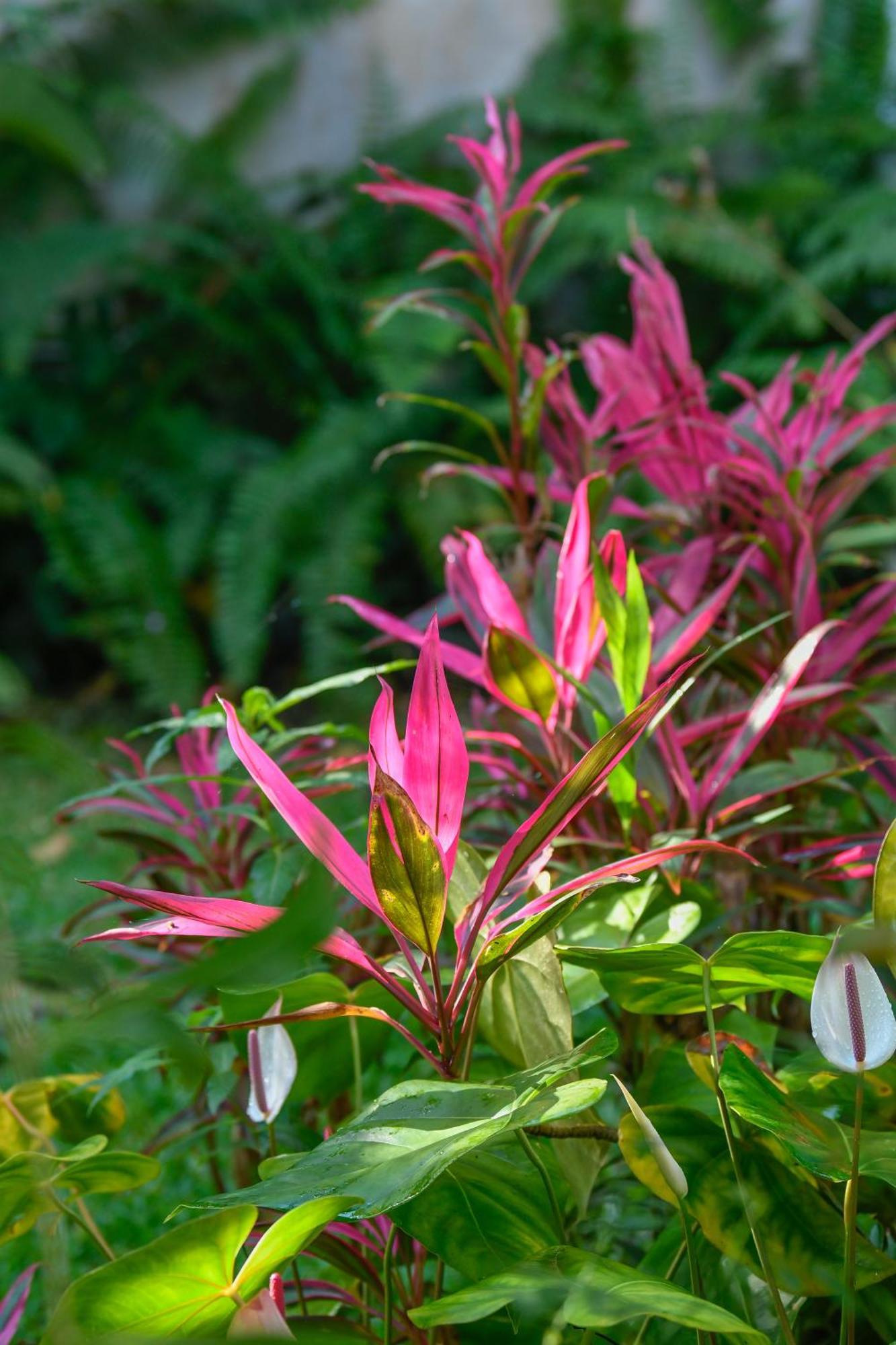 Bras-Panon Le Medinilla Bed & Breakfast エクステリア 写真